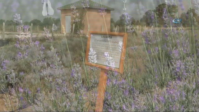 Bolu’da 20 dönümlük alana ‘Tıbbi Aromatik Bitkiler’ bahçesi kuruldu