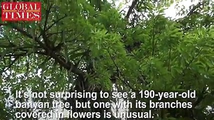 【Harmonious coexistence】It’s not surprising to see a 190-year-old banyan tree, but one with its branches covered in flowers is unusual. Such a spectacle was cap