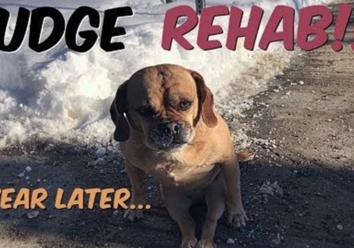 Pudge the Paralyzed Puggle Learns to Walk Again