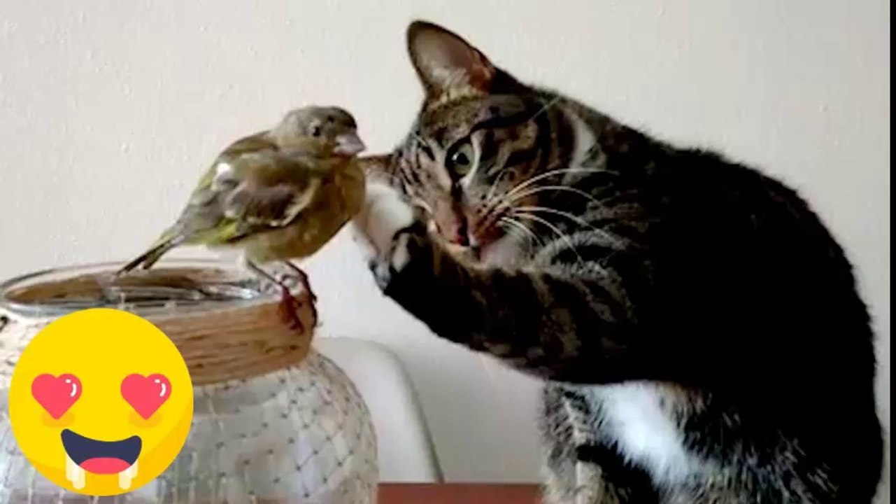 Vídeos De Animales Tiernos - Perros y Gatos Chistosos