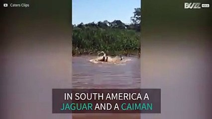 Brezilya ormanlarında nehirde bir jaguar ile bir timsahın ölüm kalım savaşı. BuzzVideos