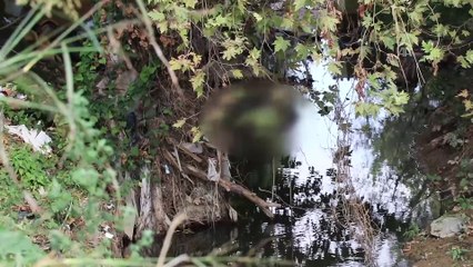 Derede erkek cesedi bulundu - YALOVA