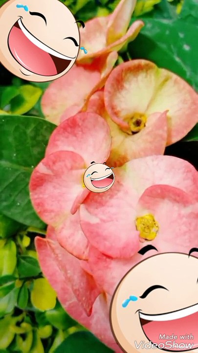 Cute flower