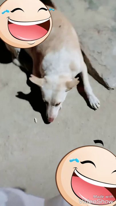 Cute dog