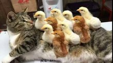 Animals Doing Things  Funny Cat & Dog Videos Compilation (2018)