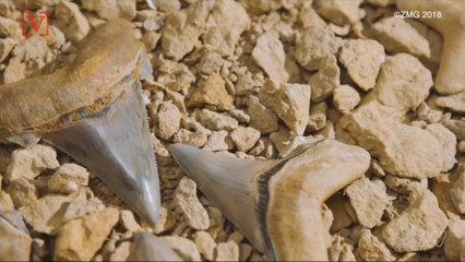 Massive Shark Teeth Dating Back 25 Million Years Found On Beach