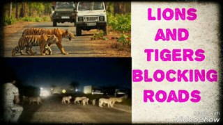 Lions and tigers are blocking roads