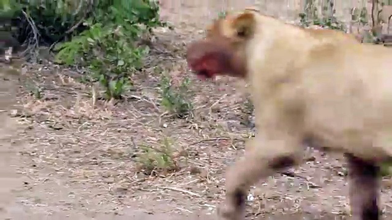 Badass buffalo takes matters into his own hands