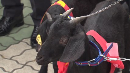 염소 농가 "가격폭락...정부 긴급수매 촉구" / YTN