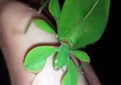 Australian Leaf Insect Boogies as It Walks