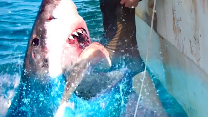 47 Meters Down: The Next Chapter - Official Teaser Trailer