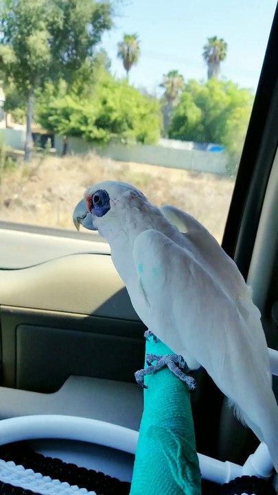 Bird Dances in Car