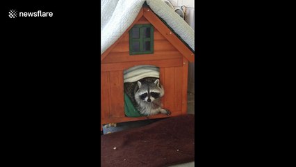 Wait until the end to see how gigantic this raccoon really is