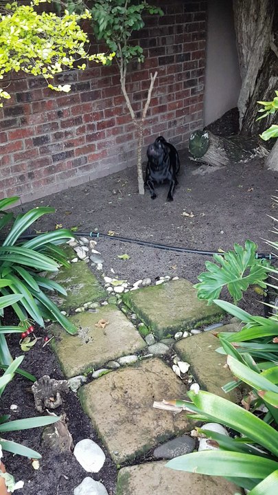 Dog Has Issue with Tree