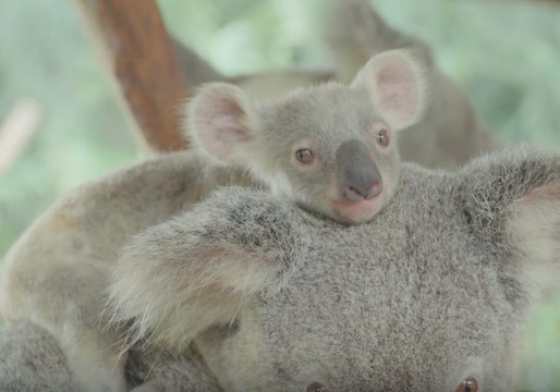 Newborn Koalas at Australia Zoo Are Too Cute for Words