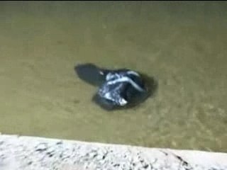 48 Heures : Sur la glace - Un cadavre dans le canal