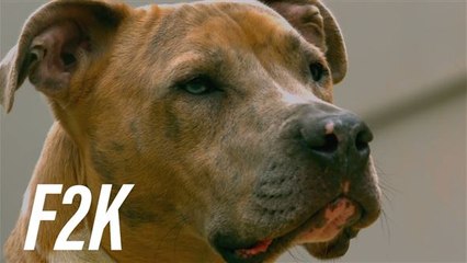 Ruff deal: Why does the UK want to ban eating dogs?