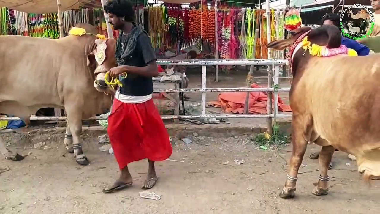 Cow mandi - cow qurbani eid - bakra mandi 2018 videos