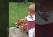 Adorable Baby Enjoys a Walk With Her Furry Sisters