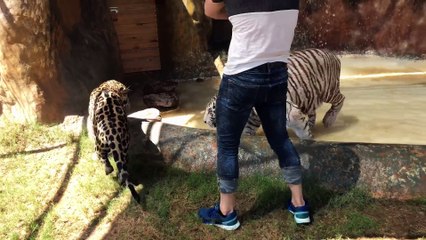 Un tigre et un jaguar inseparables