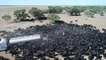 Des milliers de vaches assoiffées se regroupent autour d'un camion citerne en Australie
