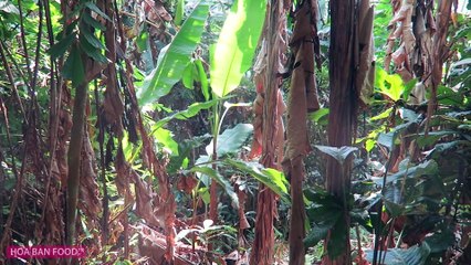 CÁCH NGÂM RƯỢU CHUỐI HỘT