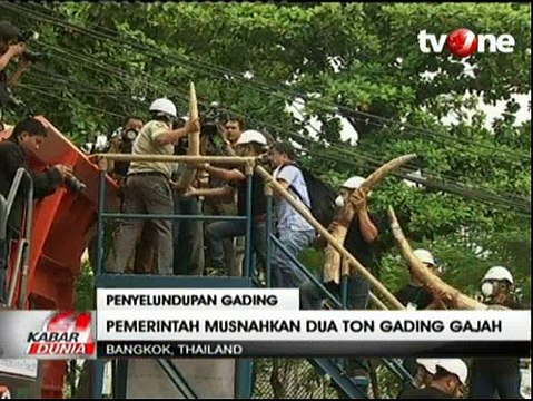 Thailand Musnahkan Lebih dari Dua Ton Gading Gajah