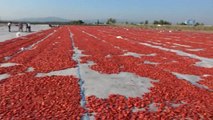 Bakan Pakdemirli Tarlaya İndi, Traktör Kullandı