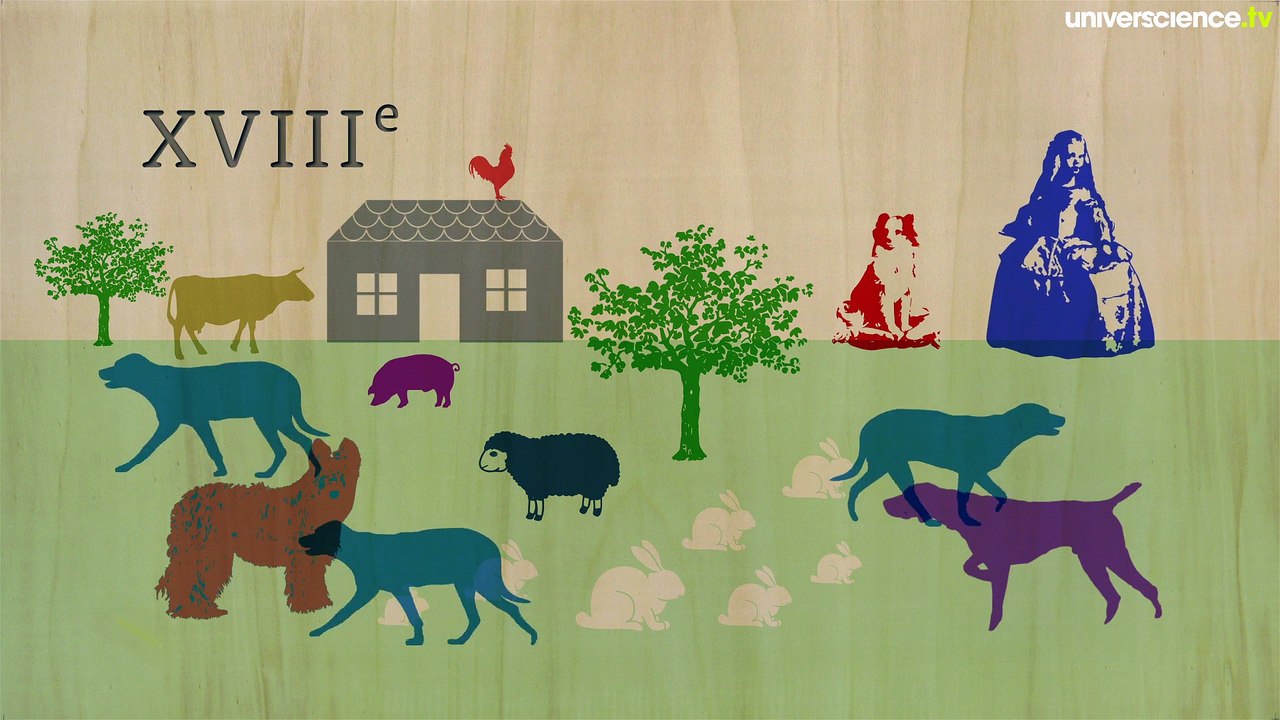 Des chiens, des chats et des humains