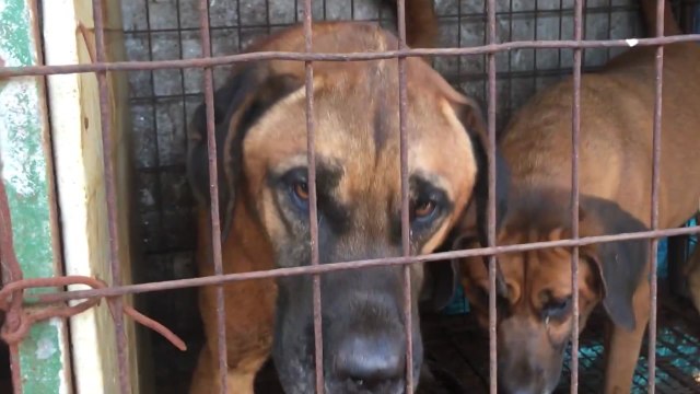 靑 가축에서 개 제외하도록 규정 정비 / YTN