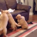 Puppies action a fool ...