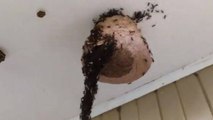 Les fourmis construisent un pont pour attaquer un nid de guêpes