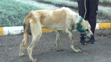 Antalya'da Çoban Köpeği Tabanca ile Vuruldu