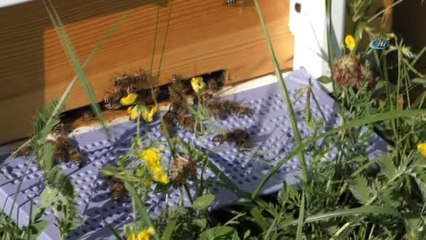 Sağanak yağmur bal verimini düşürdü