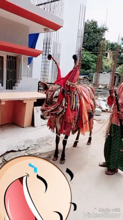 Worshiping cow Basavanna