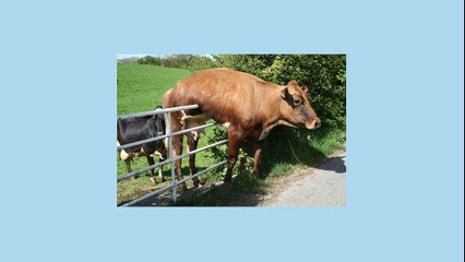 Flexible girlfriends - Latest funny videos