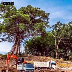 Les éléphants d'Asie sont en danger