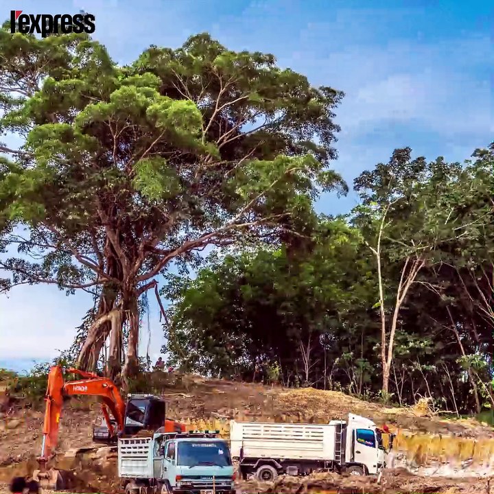 Les éléphants d'Asie sont en danger