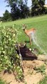 Watering a deer during a heat wave (Switzerland) / Arroser un chevreuil pendant une canicule (Suisse)