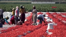 Manisa Bakan Pakdemirli Tarlada Tarım İşçileri ile Kahvaltı Yaptı