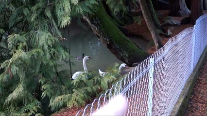 OU VOULEZ VOUS PARTIR - - VLOG FAMILLE ALLO MAMAN