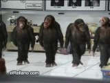 Monos-Bailarines