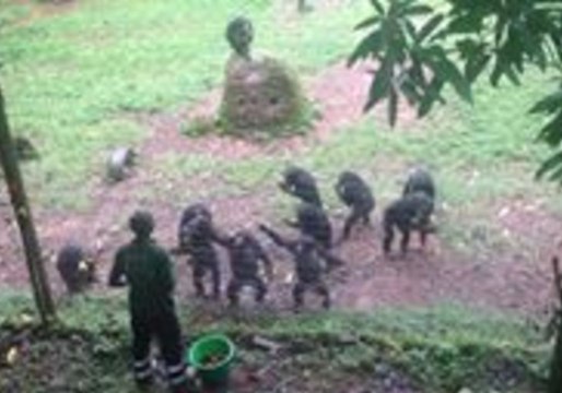 Teenage Chimpanzees Display Perfect Manners as They Patiently Wait to be Fed One-by-One