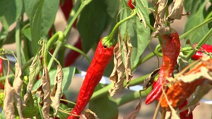 바닥 드러낸 예당저수지...금강물 긴급 수혈 / YTN