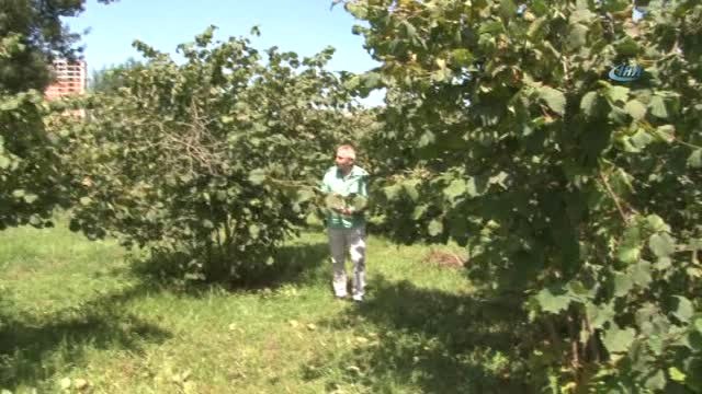 Sel Fındık Üreticisini Vurdu...tonlarca Fındık Sel Suları ile Denize Sürüklendi