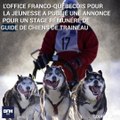 Le Québec ouvre ses portes aux Français qui veulent devenir meneur de chiens