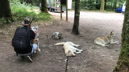 Cani-rando avec des Huskies