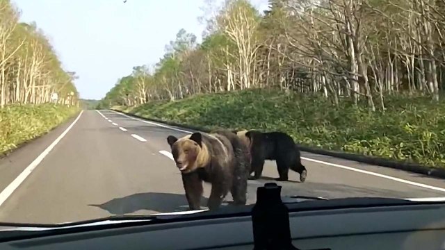 홋카이도 등 日 유명 관광지 야생 곰 주의보! / YTN