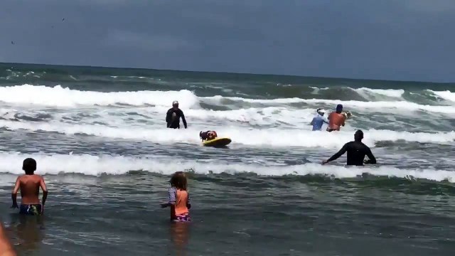 Deux chiens font du surf dans l'océan Pacifique !