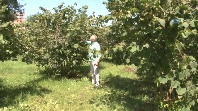 Sel Fındık Üreticisini Vurdu...tonlarca Fındık Sel Suları ile Denize Sürüklendi
